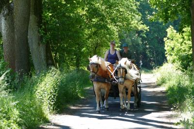 Foto des Albums: Fahrturnier Hilders 2017