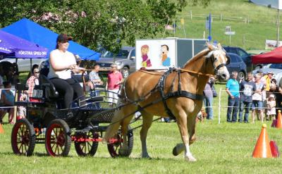 Foto des Albums: Fahrturnier Hilders 2017