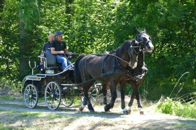 Foto des Albums: Fahrturnier Hilders 2017