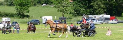 Foto des Albums: Fahrturnier Hilders 2017