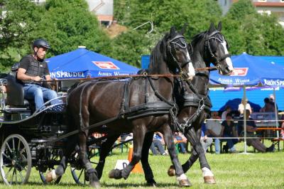 Foto des Albums: Fahrturnier Hilders 2017