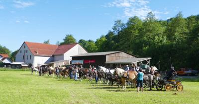 Foto des Albums: Fahrturnier Hilders 2017