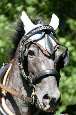 Foto des Albums: Fahrturnier Hilders 2017