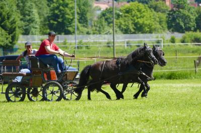 Foto des Albums: Fahrturnier Hilders 2017