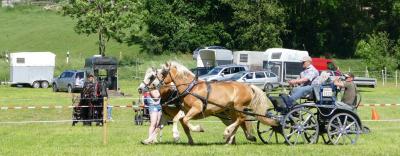 Foto des Albums: Fahrturnier Hilders 2017