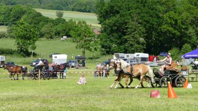Foto des Albums: Fahrturnier Hilders 2017