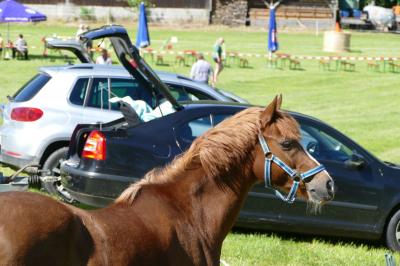 Foto des Albums: Fahrturnier Hilders 2017