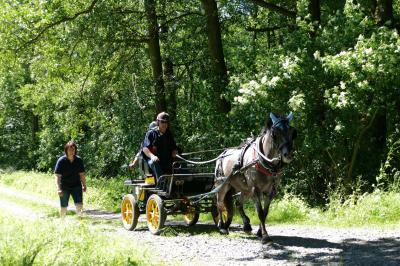 Foto des Albums: Fahrturnier Hilders 2017