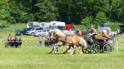 Foto des Albums: Fahrturnier Hilders 2017