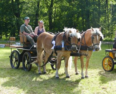 Foto des Albums: Fahrturnier Hilders 2017