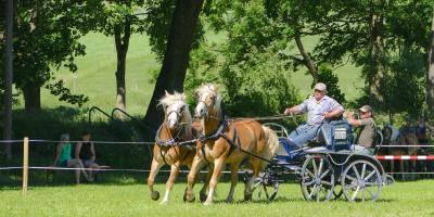 Foto des Albums: Fahrturnier Hilders 2017