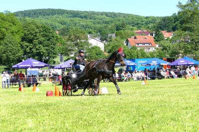 Foto des Albums: Fahrturnier Hilders 2017