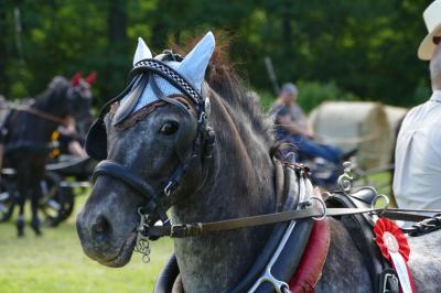 Foto des Albums: Fahrturnier Hilders 2017