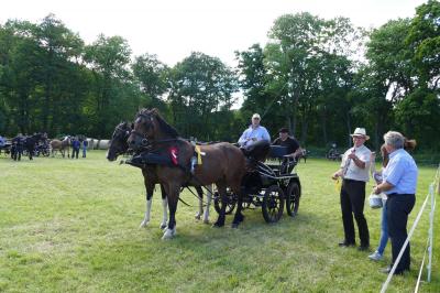 Foto des Albums: Fahrturnier Hilders 2017