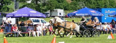 Foto des Albums: Fahrturnier Hilders 2017
