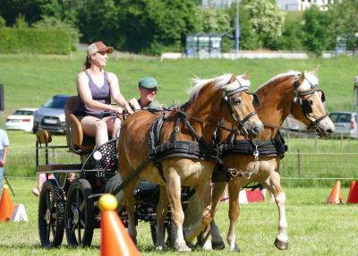 Foto des Albums: Fahrturnier Hilders 2017