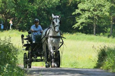 Foto des Albums: Fahrturnier Hilders 2017