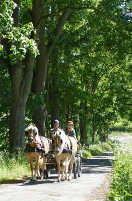 Foto des Albums: Fahrturnier Hilders 2017