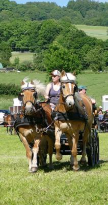 Foto des Albums: Fahrturnier Hilders 2017