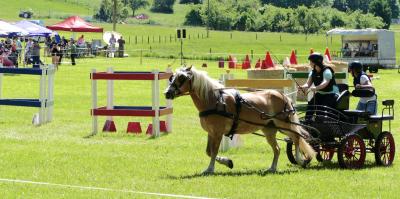 Foto des Albums: Fahrturnier Hilders 2017