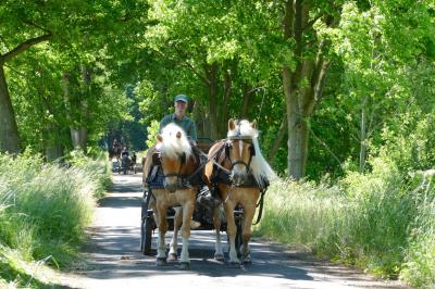 Foto des Albums: Fahrturnier Hilders 2017