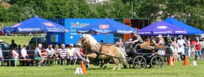 Foto des Albums: Fahrturnier Hilders 2017