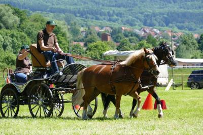 Foto des Albums: Fahrturnier Hilders 2017
