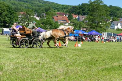 Foto des Albums: Fahrturnier Hilders 2017