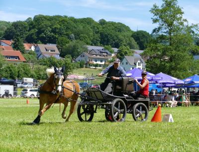 Foto des Albums: Fahrturnier Hilders 2017