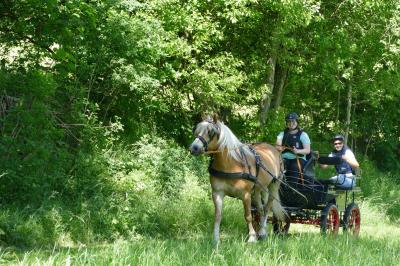 Foto des Albums: Fahrturnier Hilders 2017