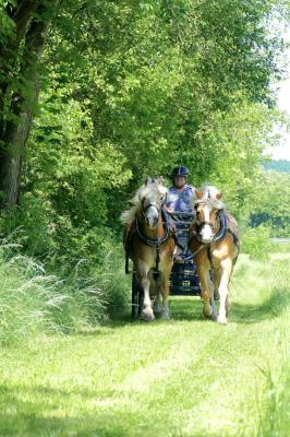 Foto des Albums: Fahrturnier Hilders 2017