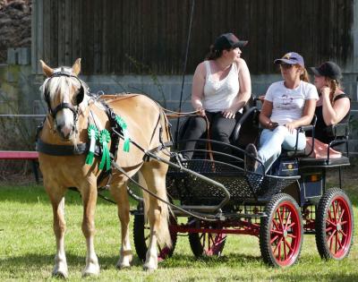 Foto des Albums: Fahrturnier Hilders 2017
