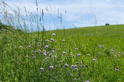 Foto des Albums: Fahrturnier Hilders 2017