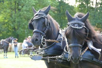 Foto des Albums: Fahrturnier Hilders 2017