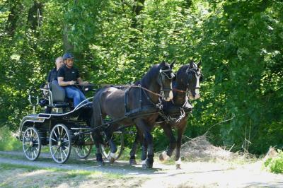 Foto des Albums: Fahrturnier Hilders 2017