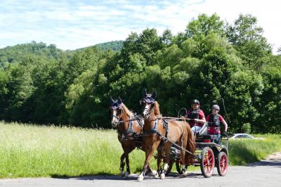 Foto des Albums: Fahrturnier Hilders 2017