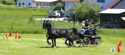 Foto des Albums: Fahrturnier Hilders 2017