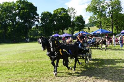 Foto des Albums: Fahrturnier Hilders 2017