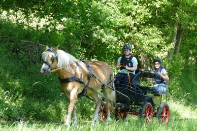 Foto des Albums: Fahrturnier Hilders 2017