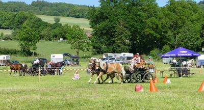 Foto des Albums: Fahrturnier Hilders 2017