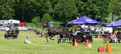 Foto des Albums: Fahrturnier Hilders 2017
