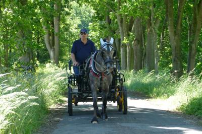 Foto des Albums: Fahrturnier Hilders 2017