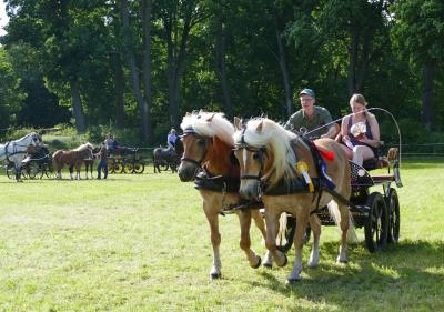 Foto des Albums: Fahrturnier Hilders 2017