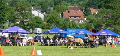 Foto des Albums: Fahrturnier Hilders 2017