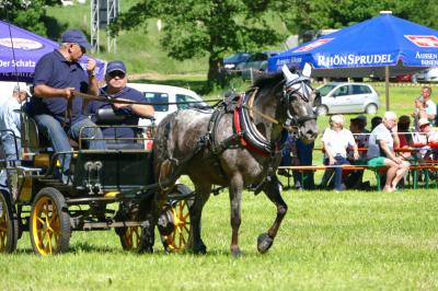 Foto des Albums: Fahrturnier Hilders 2017