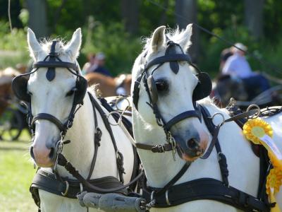 Foto des Albums: Fahrturnier Hilders 2017