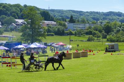 Foto des Albums: Fahrturnier Hilders 2017