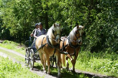 Foto des Albums: Fahrturnier Hilders 2017