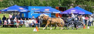 Foto des Albums: Fahrturnier Hilders 2017