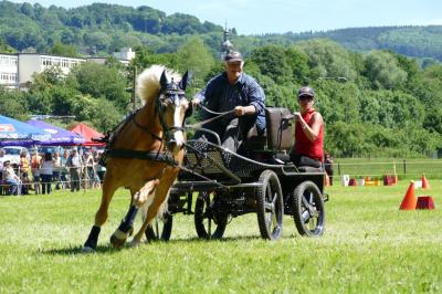 Foto des Albums: Fahrturnier Hilders 2017